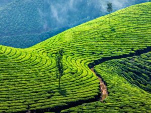 Our Journey in Delivering Premium Spices in Calicut
