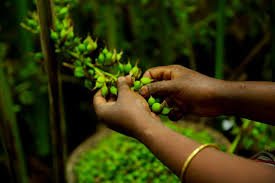 Best Spices in Calicut and Malappuram