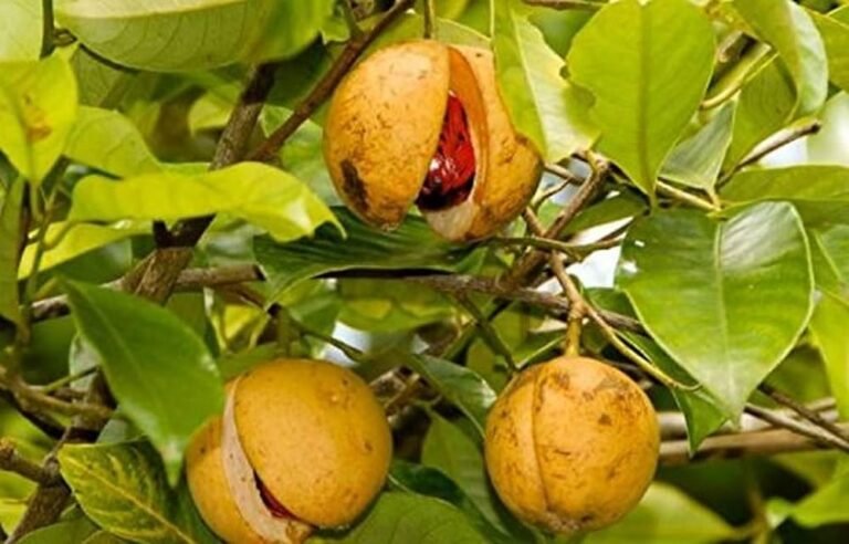 nutmeg