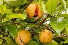 Best Spices in Calicut